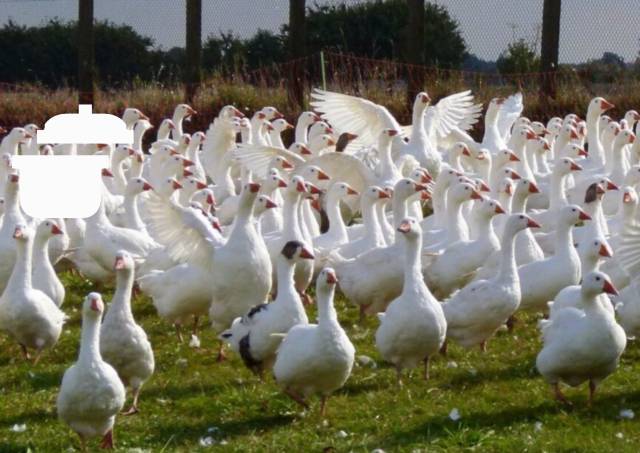 Instytut Zootechniki Państwowy Instytut Badawczy Zakład Doświadczalny Kołuda Wielka