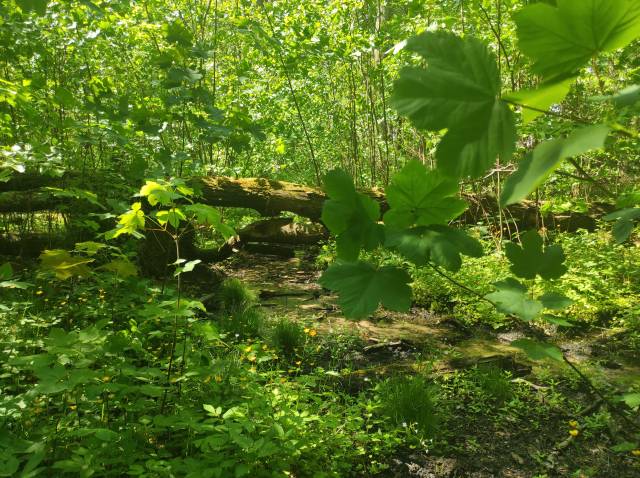 Przyrodniczo-leśna ścieżka „Szumny Zdrój”