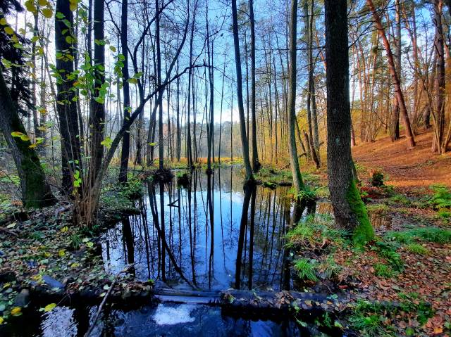 Forest nature path "Gąsawka River Valley"