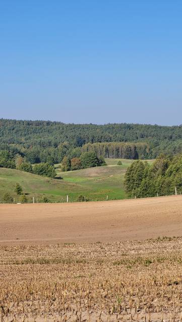 Lasami wokół Górzna