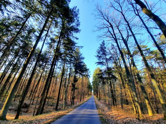 A forest adventure with manors in the background